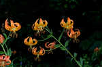 Turk's cap lily